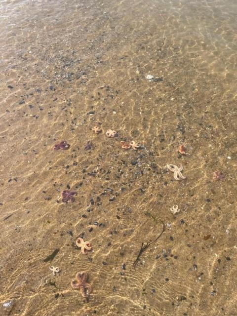 Chambre D'Hotes Pres De La Plage Pornichet Kültér fotó